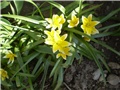 tulipan